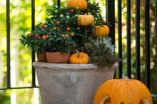 Jesienne kwiaty doniczkowe. Jakie kwiaty na jesień do domu?