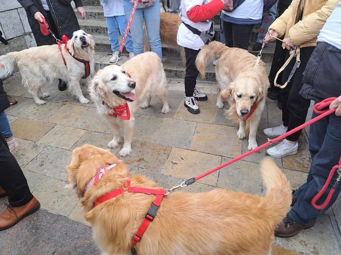 33. Finał WOŚP z grupą krakowskich Golden Retrieverów