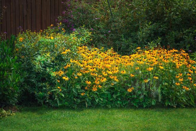 Rudbekia błyskotliwa