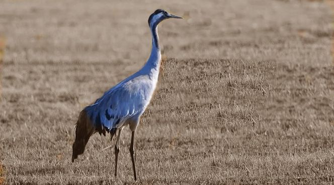 Żurawie zjadły mi kukurydzę
