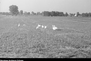 Wieś w woj. lubelskim