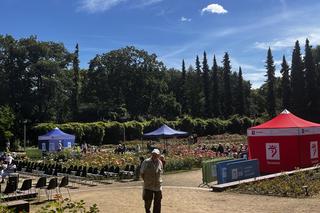 Kolejka tort urodziny Szczecina 