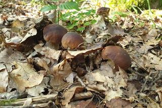 Grzyby już wychodzą z lasu