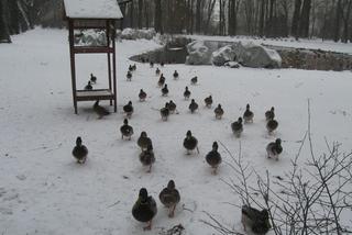 Trwa zimowe dokarmianie ptaków na terenie parków i skwerów w Białymstoku [ZDJĘCIA]
