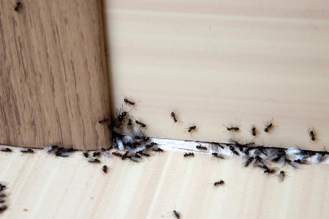 Sposób na mrówki w domu