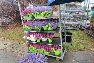 Wszystkich Świętych 2024. Sprawdź, ile kosztują kwiaty i znicze w Łodzi