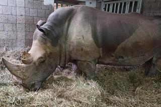 Nie żyje symbol poznańskiego zoo! Samica nosorożca Diuna miała 26 lat