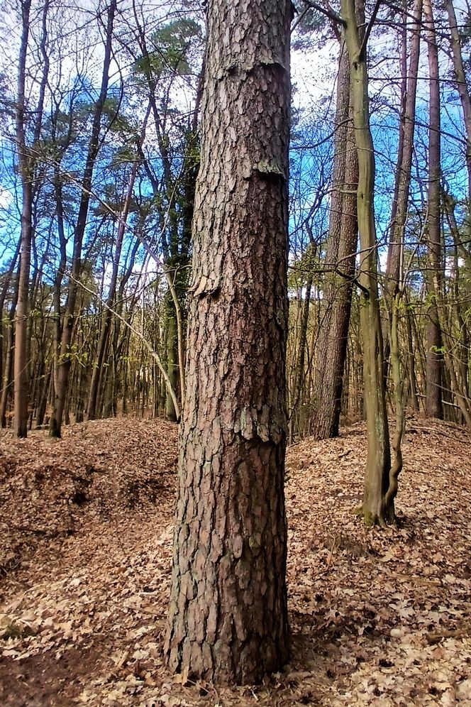 Sosna kołnierzykowata