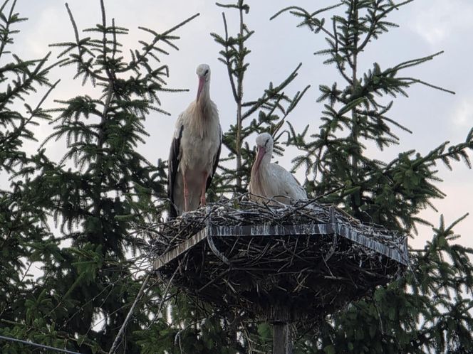 Kajtek bocian podwórkowy