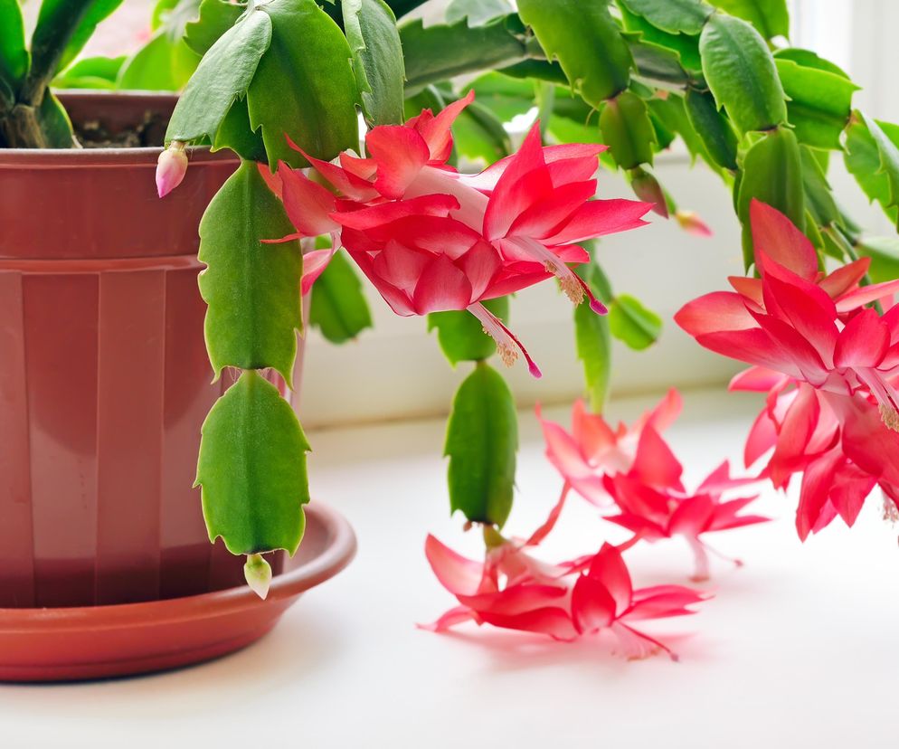 Zrób to z grudnikiem w kwietniu. Dzięki temu roślina ponownie obsypie się kwiatami