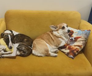Pierwsza w Polsce kawiarnia z psami Corgi