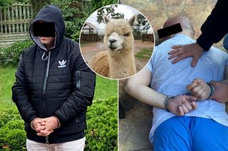 Były mąż zlecił rzeź alpak i lamy koło Kruszwicy. Egzekucję wykonał Rosjanin