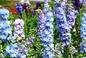 Niebieskie kwiaty do ogrodu - odkryj najpiękniejsze rośliny!