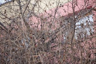 Kot fajtłapa wezwał strażaków.