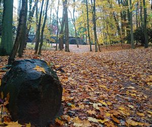 Porządkowanie terenu wokół wieży Quistorpa