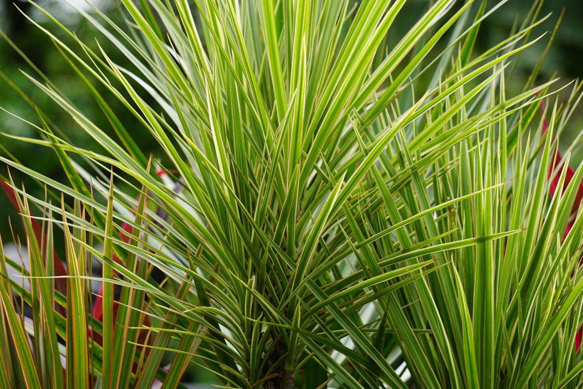 Dracena obrzeona - Dracaena marginata - jak uprawia i pielgnowa? -  murator.pl