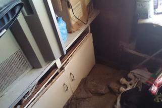 Dom grozy w Łodzi: Dwoje dorosłych i 20 wychudzonych psów żyło w niewyobrażalnym SMRODZIE I SYFIE!