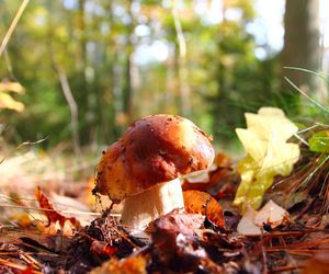 Nawet jadalne grzyby mogą być przyczyną zatrucia. Sanepid apeluje o ostrożność