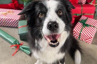 Świąteczna akcja charytatywna Maxi Zoo. Wspólnie dla zwierząt - Spełnij marzenia zwierząt w schroniskach!