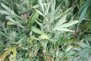 Ogromna plantacja marihuany w regionie! Policjanci zabezpieczyli ponad 430 krzewów [ZDJĘCIA]