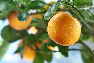 Jak zrobić konfiturę ze skórek pomarańczy? 