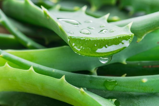Aloes, gdzie postawić, jak pielęgnować aloes w domu. Właściwości lecznicze aloesu