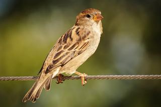 Kozienicki Dom Kultury zaprasza na spacer z ornitologiem