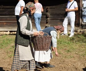 W skansenie w Lublinie pokazali, jak dawniej wyglądały wykopki kartoflane