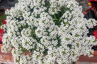 Smagliczka nadmorska