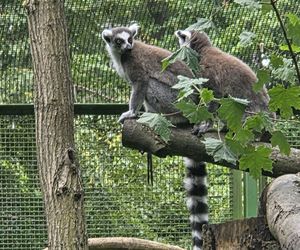 Zaglądamy do mieszkańców bydgoskiego ZOO. Kto mieszka w sercu Myślęcinka?