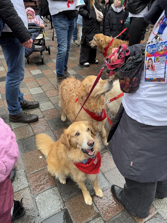 Golden Retriever WOŚP w Poznaniu