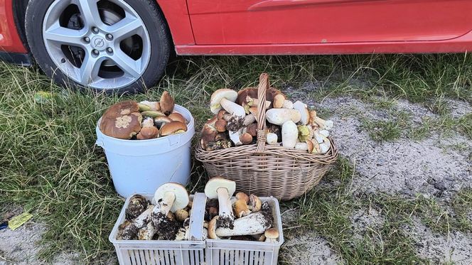 Wysyp grzybów w woj. świętokrzyskim. „Rosną jak na drożdżach”