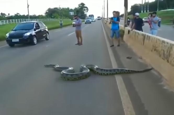 ogromny wąż na jezdni