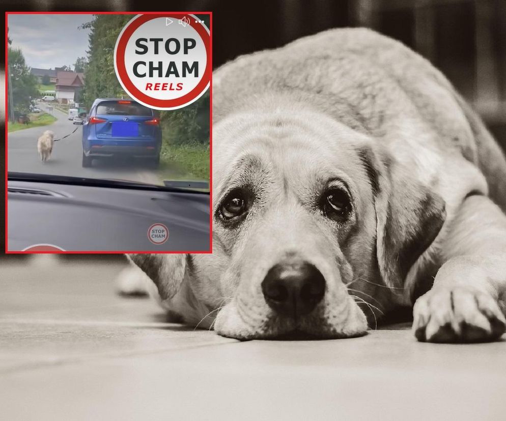 Kulejący pies ciągnięty za lexusem. Wideo oburzyło internautów! Chcą kary dla okrutnika