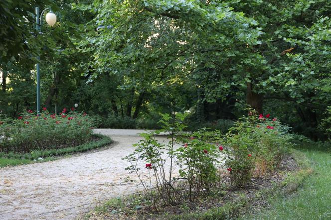 Zieleń, kwiatowe rabaty i piękne ptaki. Oto spacer po Ogrodzie Saskim w Lublinie 