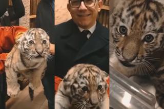 Prezydent bawi się z tygrysem. Zamojskie duże kociaki mają już 2 miesiące