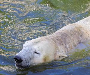 Niedźwiedzie polarne z Warszawskiego ZOO