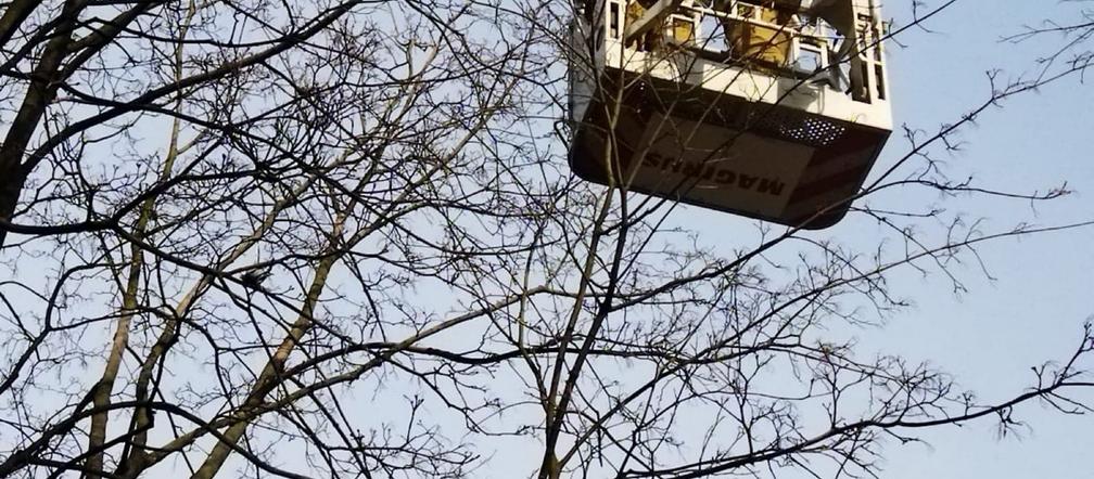 Gołąb został uwieziony na czubku drzewa. Strażacy z Lublina ruszyli mu na ratunek