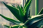 Aloes