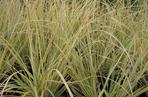 Kortaderia pampasowa 'Splendid Star' 