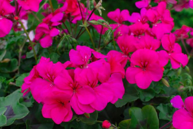 Pelargonie