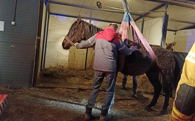 Strażacy z Katowic pomogli schorowanemu koniowi
