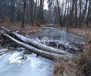 Nazwa tej rzeki na Podkarpaciu może przywoływać dziwne skojarzenia. Występuje w niej ponad 300 gatunków