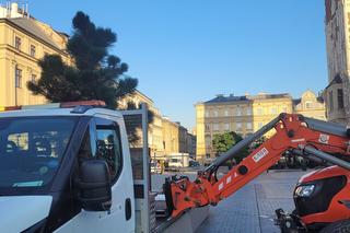 Drzewa na Rynku Głównym w Krakowie