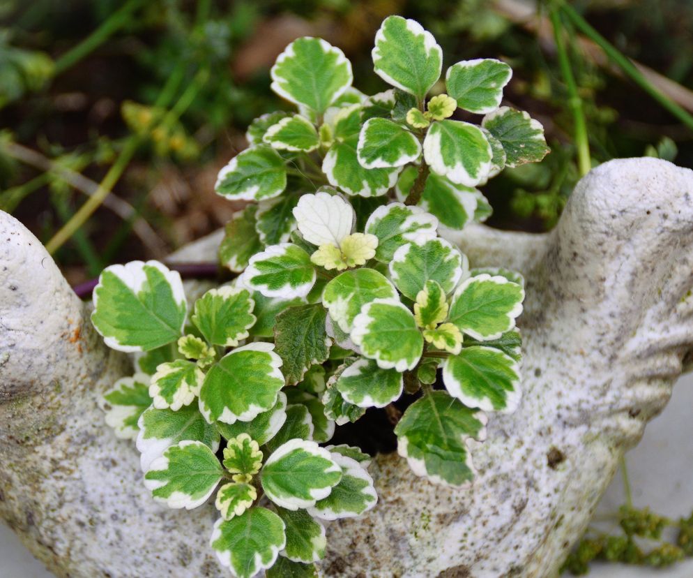 Naturalne i skuteczne sposoby na komary. Nie daj sobie zepsuć majówki