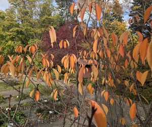 Jesień w Ogrodzie Botanicznym UKW. To ostatnia szansa na spacer wśród złotych liści!