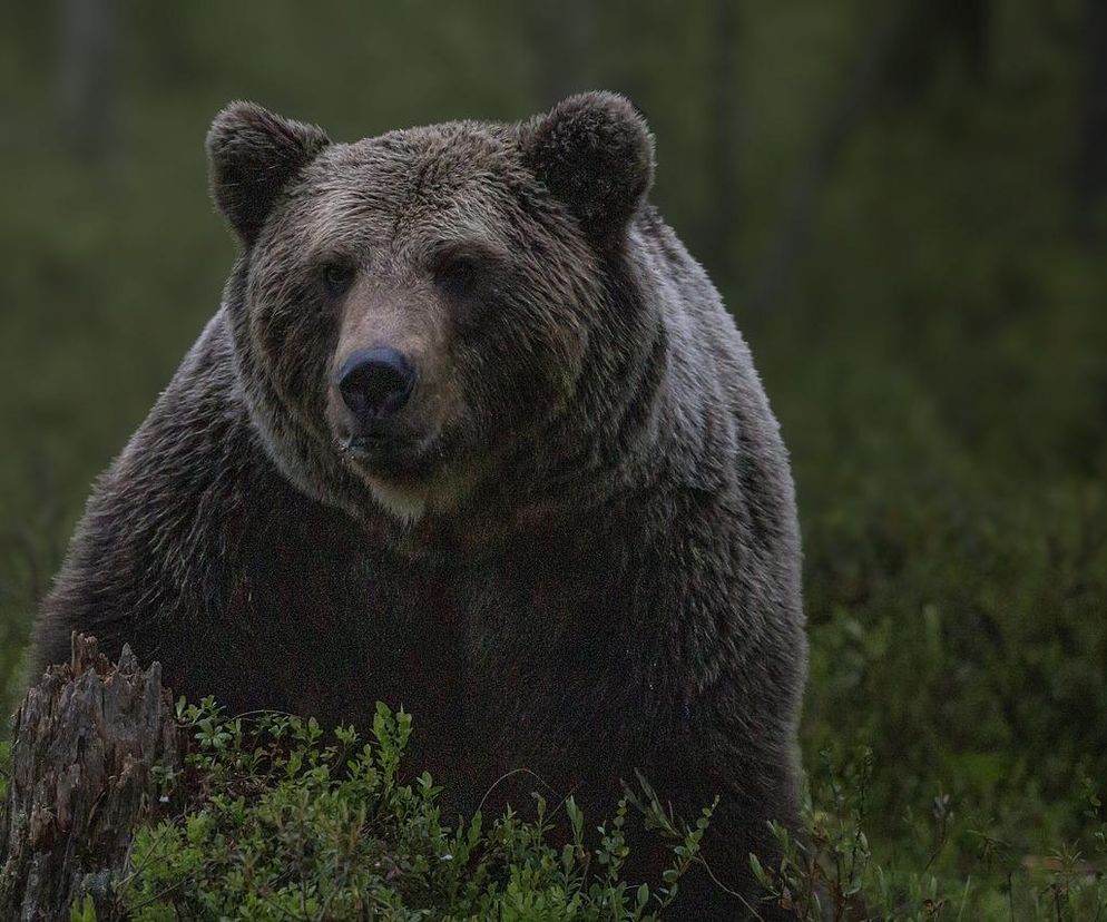 Niedźwiedź szedł prosto na niego. Wystraszony turysta próbował go odgonić. Nagranie przeraża