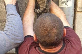 Kotek wypadł z II piętra