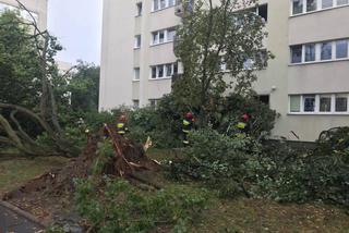 Kataklizm na Bielanach: Wichura, ulewa, powyrywane z korzeniami drzewa, zniszczone samochody!