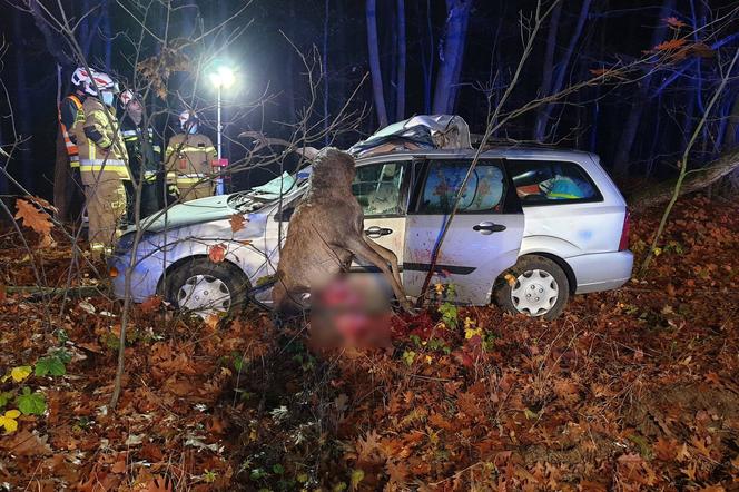 Niepołomice. WYPADEK na DK 75! Jedna osoba w szpitalu po zderzeniu z jeleniem